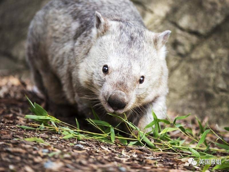 英国报姐：靠方形粑粑扬名的网红袋熊，居然还是大火中的暖心英雄？！