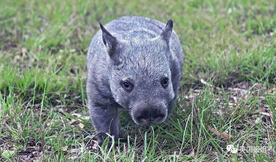 英国报姐：靠方形粑粑扬名的网红袋熊，居然还是大火中的暖心英雄？！