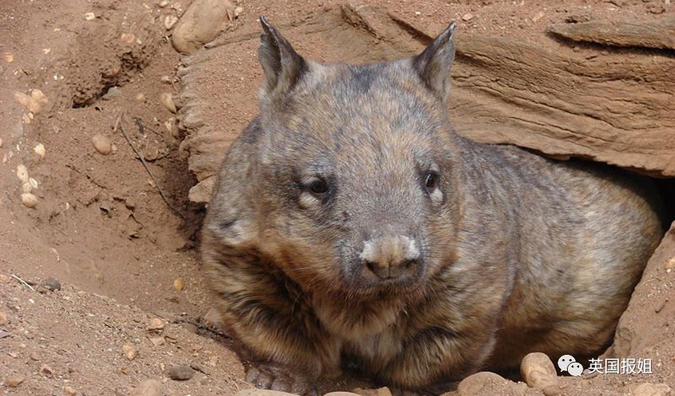 英国报姐：靠方形粑粑扬名的网红袋熊，居然还是大火中的暖心英雄？！