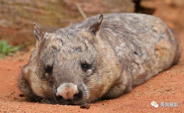 英国报姐：靠方形粑粑扬名的网红袋熊，居然还是大火中的暖心英雄？！
