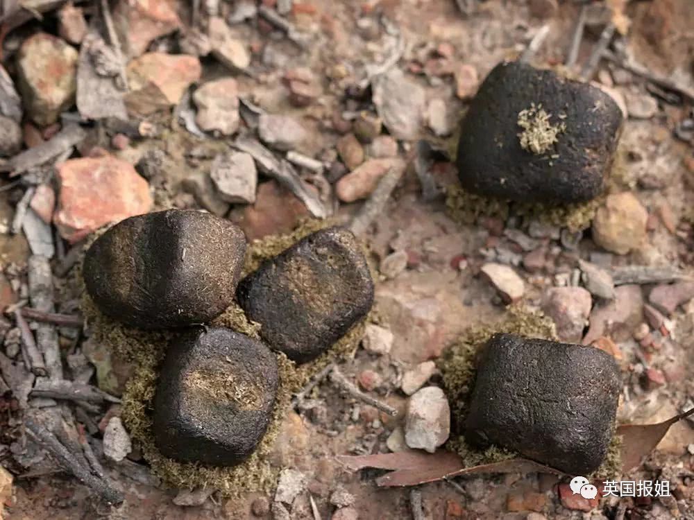 英国报姐：靠方形粑粑扬名的网红袋熊，居然还是大火中的暖心英雄？！