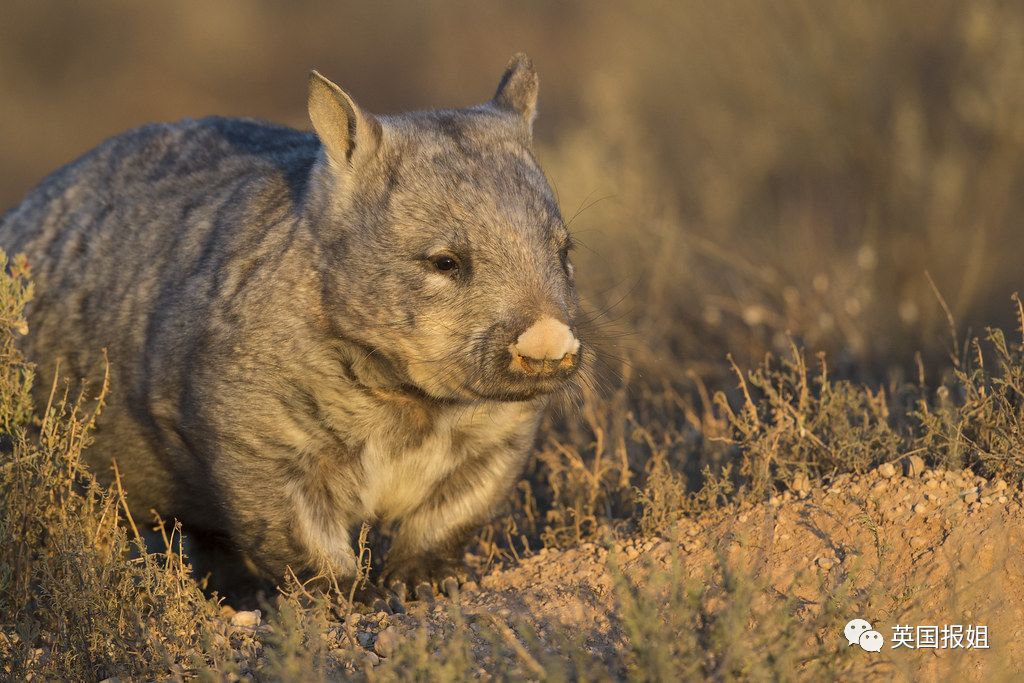 英国报姐：靠方形粑粑扬名的网红袋熊，居然还是大火中的暖心英雄？！