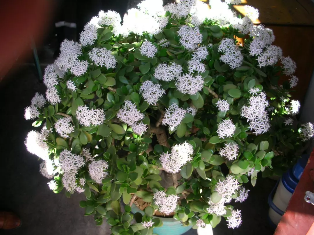 这棵宝树最吸财摆家里一养就是30年再穷也得买一盆