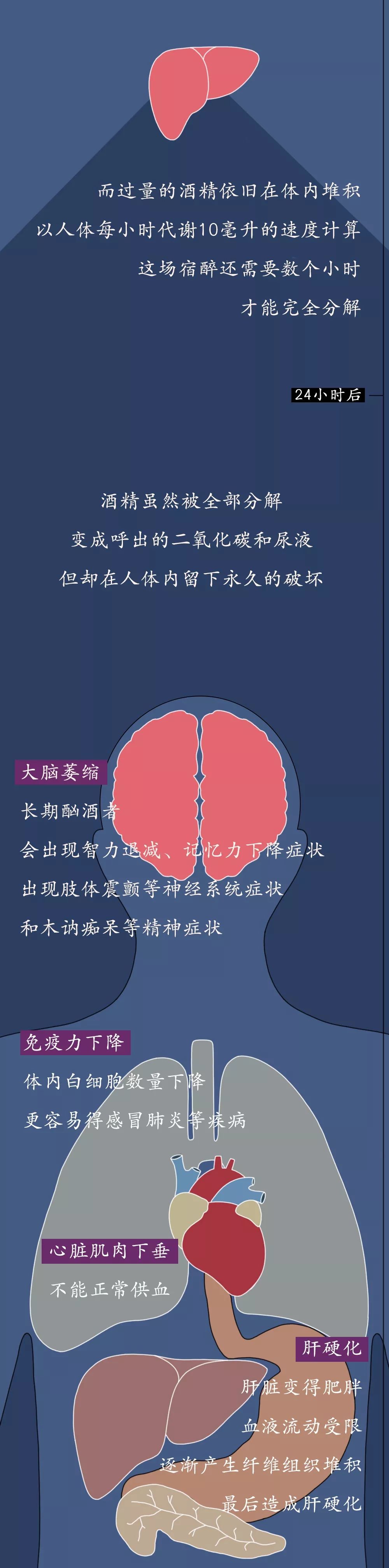 「瞭望智库」酒精进入体内的24小时