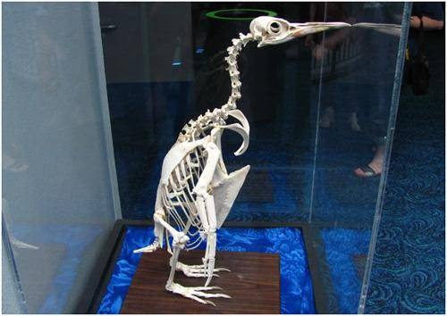 企鹅骨骼复原图图片