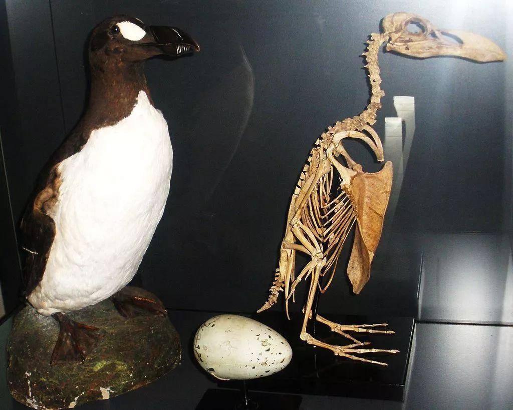 只根据企鹅的骨骼来复原企鹅,科学家会复原成什么样?
