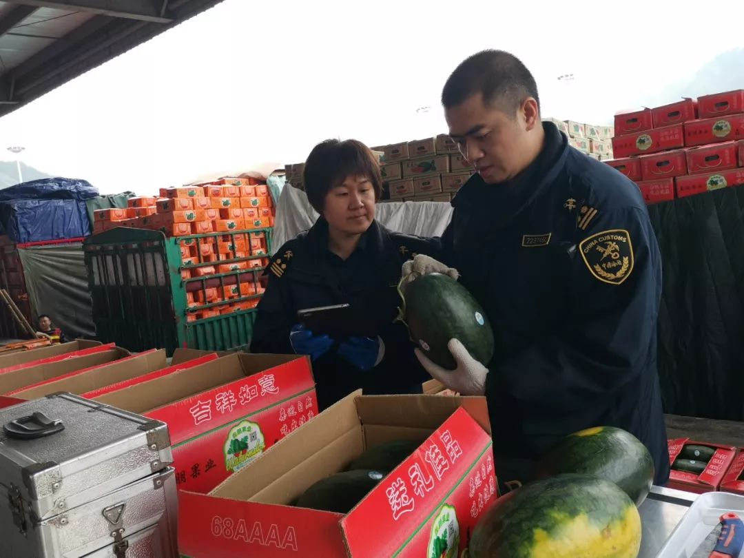 「海关发布」新春走基层｜越南水果“跨境春运”不停歇 友谊关海关监管服务不打烊