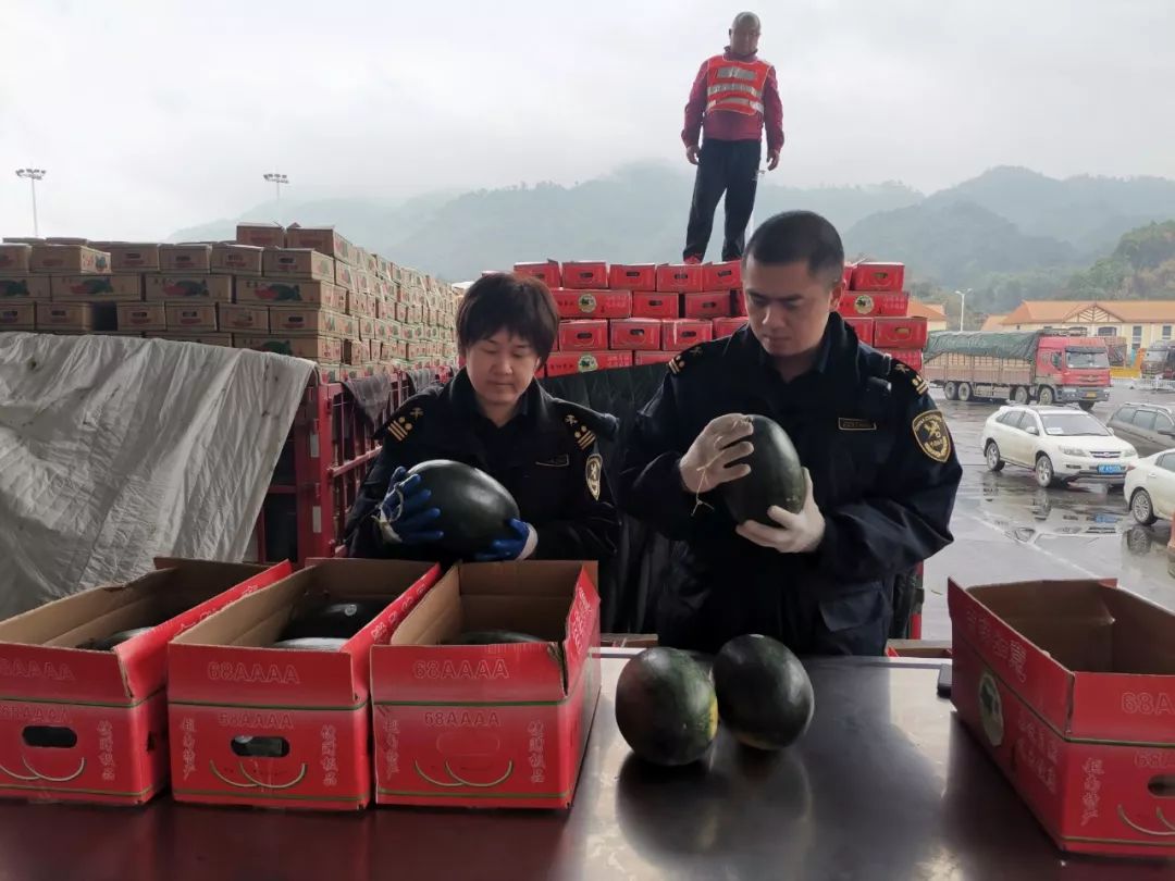 「海关发布」新春走基层｜越南水果“跨境春运”不停歇 友谊关海关监管服务不打烊