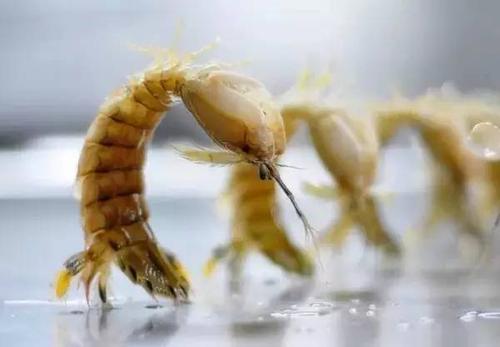 皮皮虾还可以站立起来