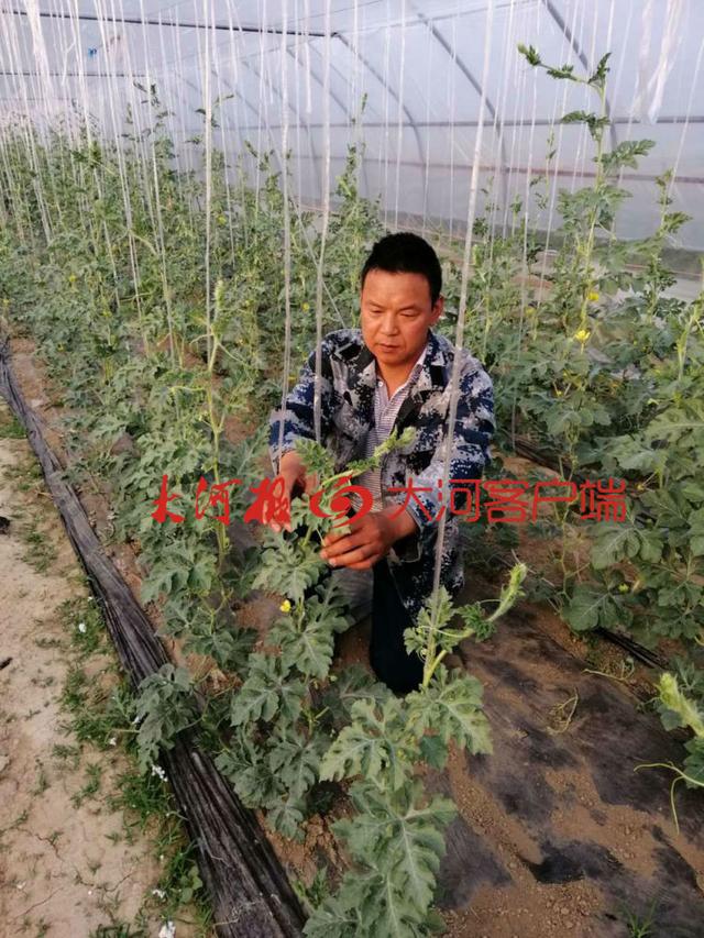 「大河客户端」曾在武汉服役的周口村支书 连夜支援火神山医院5吨蔬菜