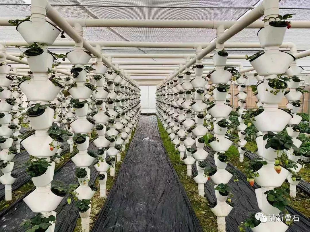 在叠石,有无土栽培的草莓,听说非常好吃!