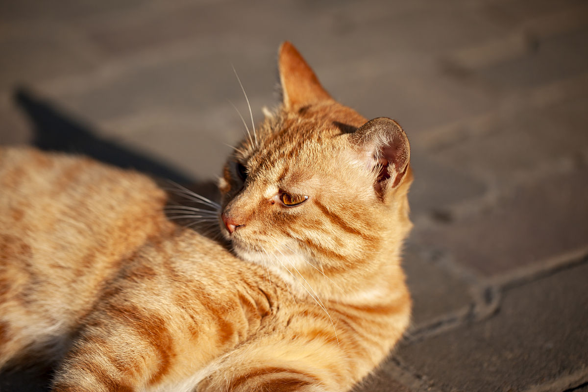 束鹿县现今辛集市宋村广安寺里双猫战巨鼠的故事