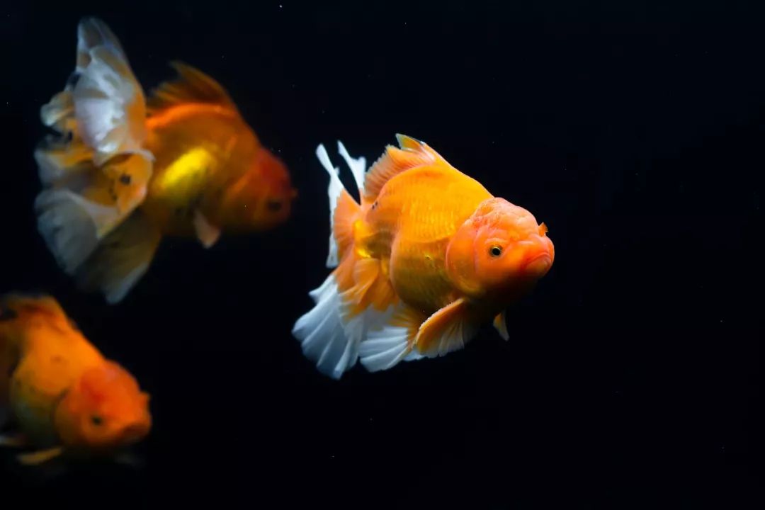 园林线上课程新春吉庆有余话金鱼