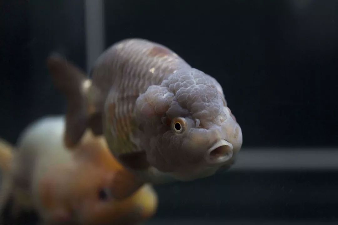 品名:"红白,五花,水墨,紫"兰寿