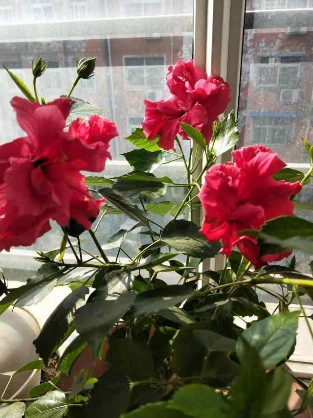 她家扶桑花冬天也能开满屋原来是按照这法子养的好厉害