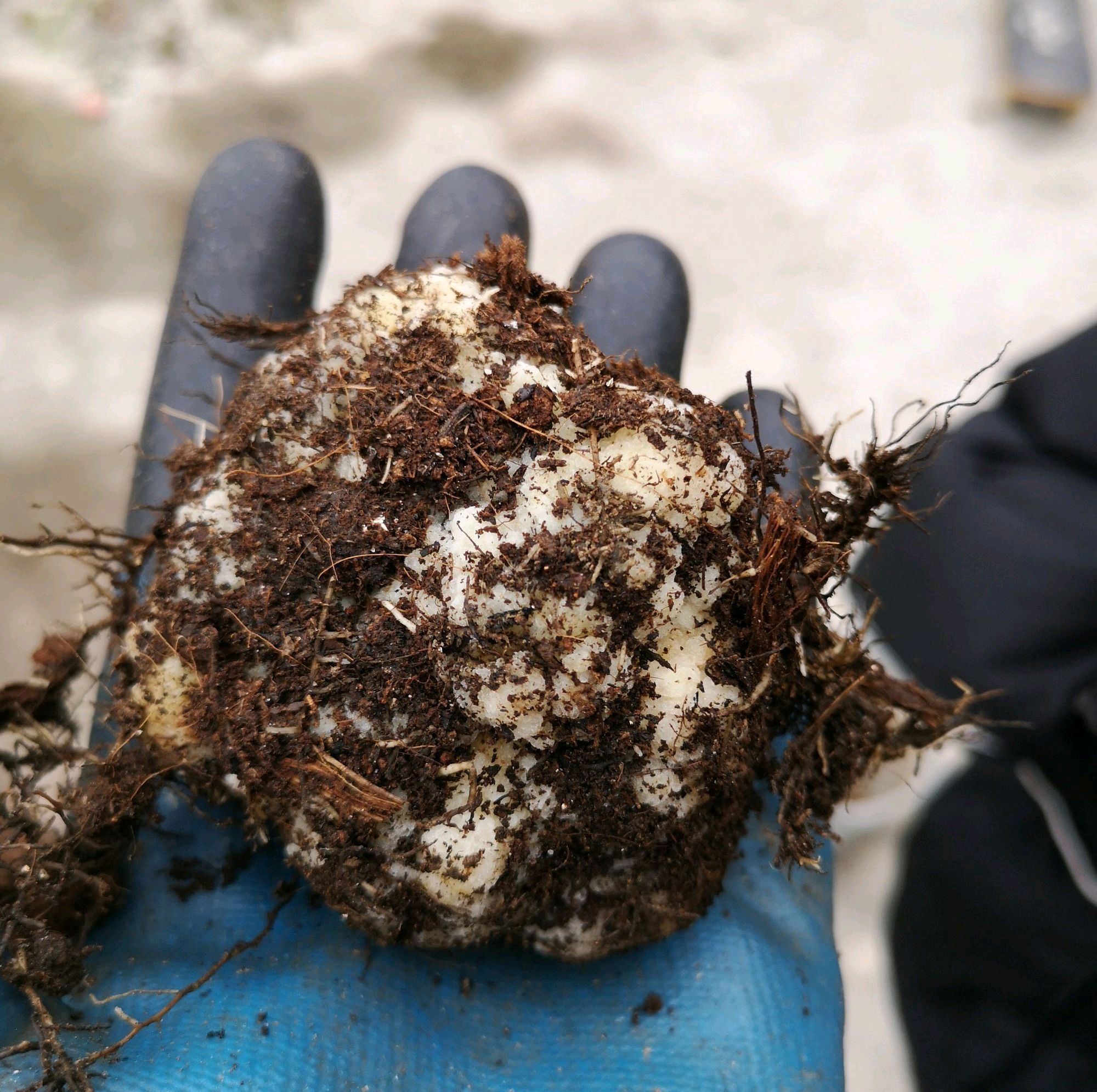 月季根瘤病和月季愈伤组织的区别不要把好好的月季当垃圾丢