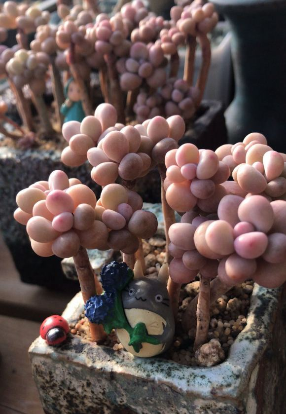 把桃蛋养出锦大颗粒基质养全日照养护保证能养好