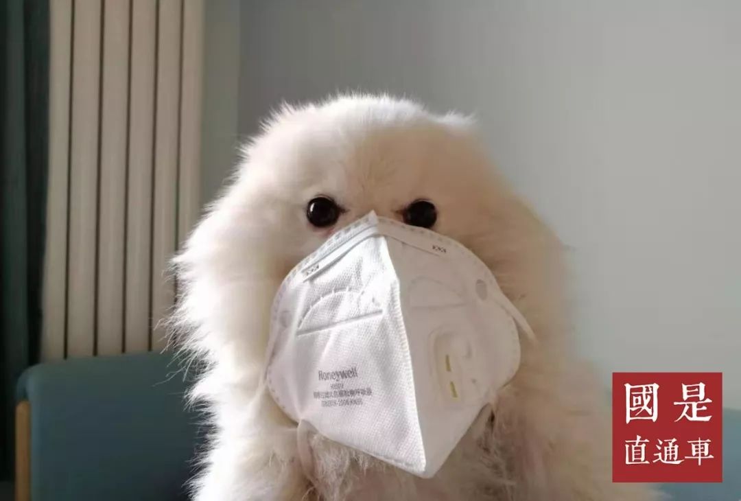 #国是直通车#最新！确诊7711，14省市过100，宠物会传染，发病高峰期到……拐点何时来？