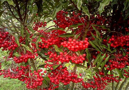 这财气树有意思上面是绿叶子下面都是红果子喜庆气氛好