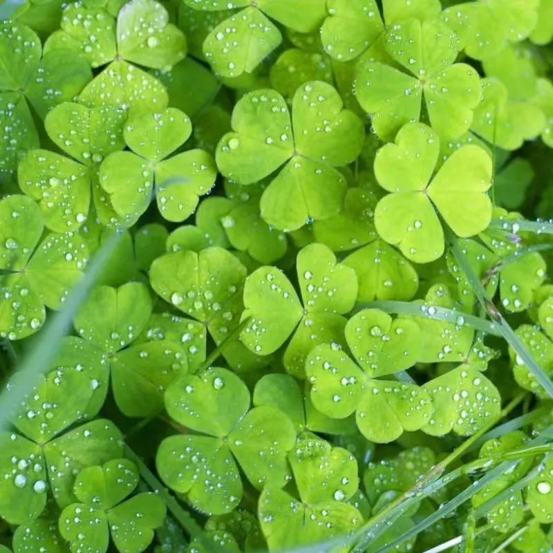 家养三种幸运草招福旺运惹人爱清新又悦目