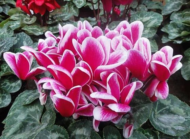 仙客来花期没结束就掉苞做好这几点花茎笔直长势好