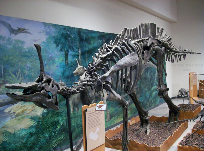 中国百年十大恐龙——青岛龙