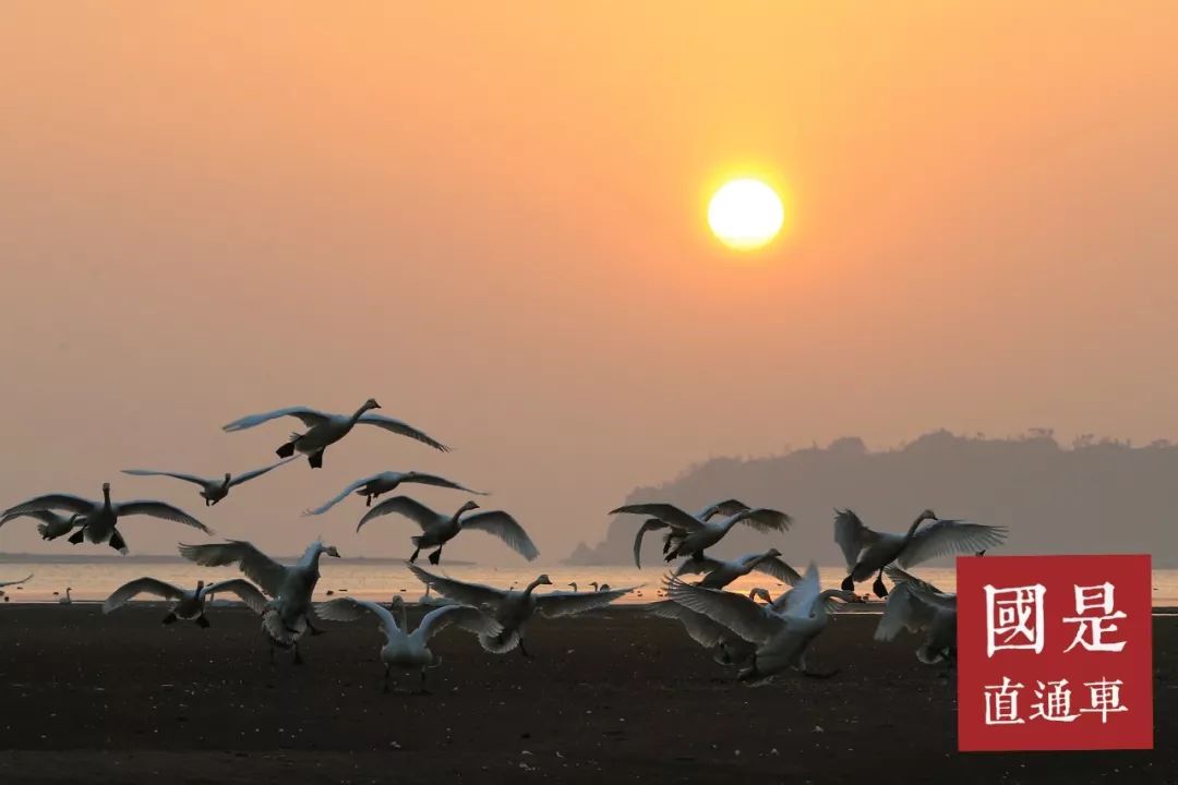 国是直通车@世卫组织发了新声明后……