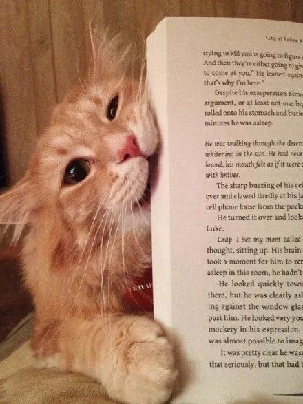 10,每次在家看书学习的时候,猫都跑到书上躺着,告诉主人要"劳逸结合"