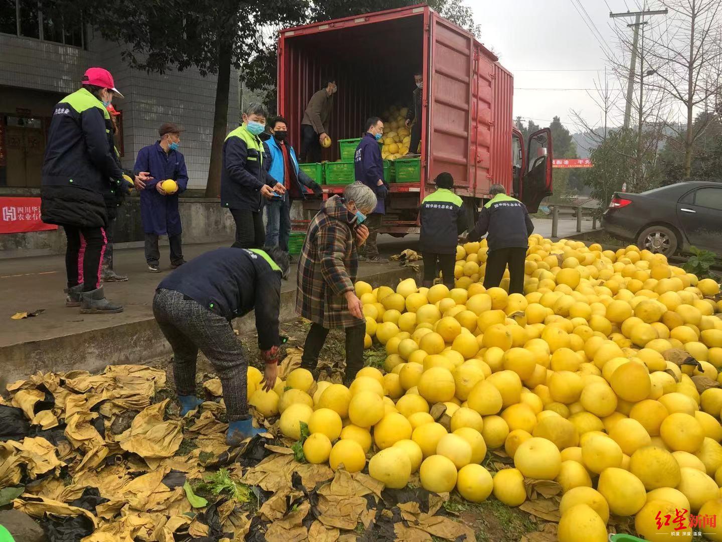 #红星新闻#四川天府新区眉山片区一果农采摘数万公斤柚子，请武汉市民免费吃