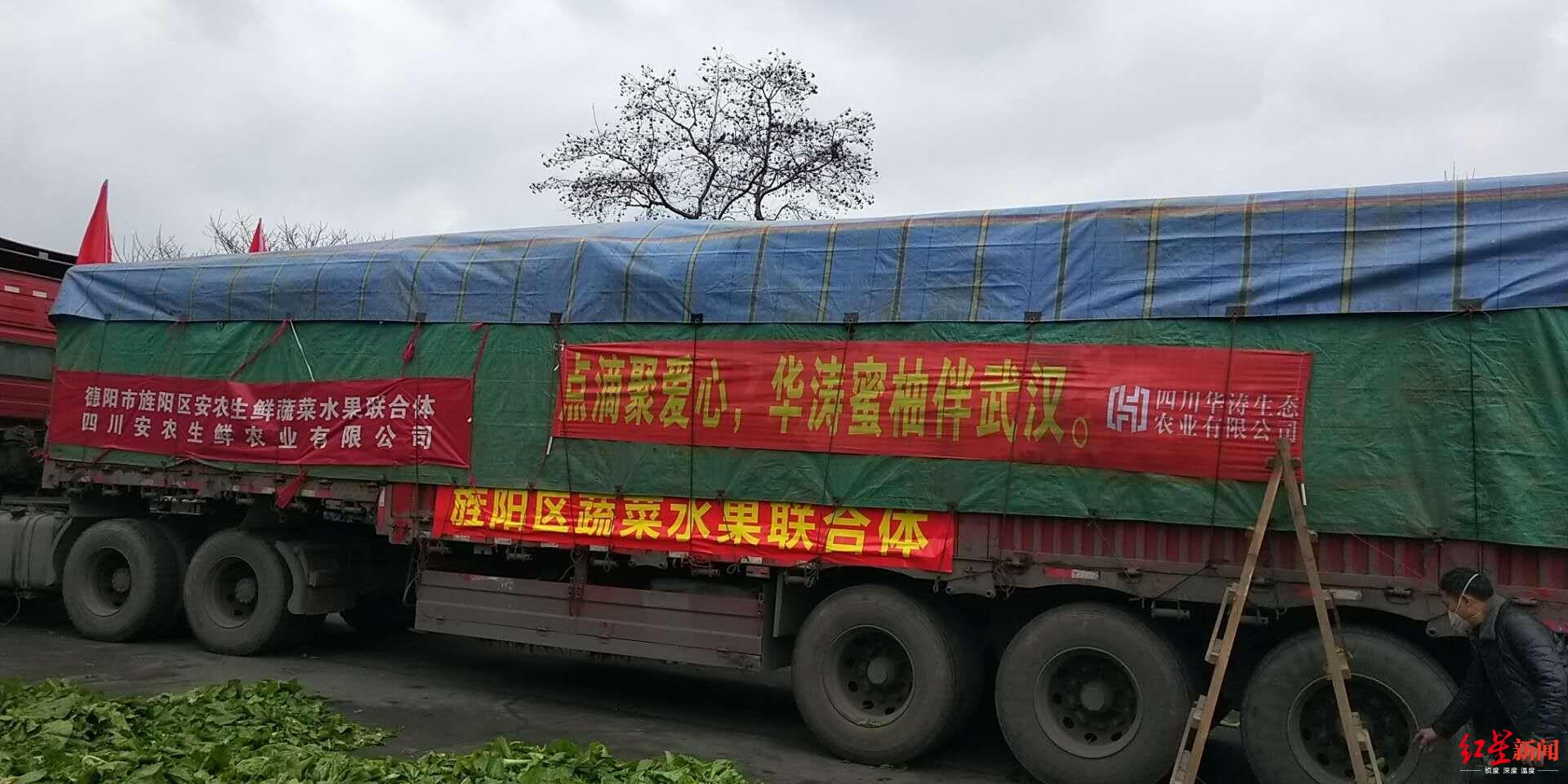 #红星新闻#四川天府新区眉山片区一果农采摘数万公斤柚子，请武汉市民免费吃