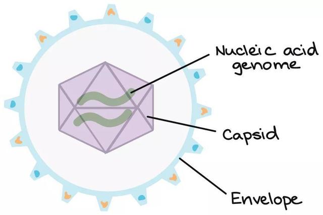 病毒的遺傳物質可以是dna,也可以是rna,同時又區分為一條鏈與兩條鏈