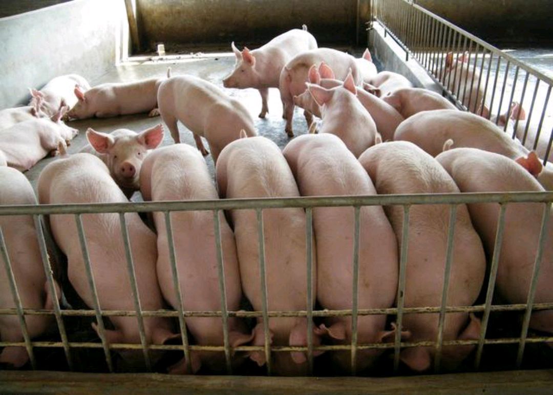 年后养猪业将成为一种"豪赌"?