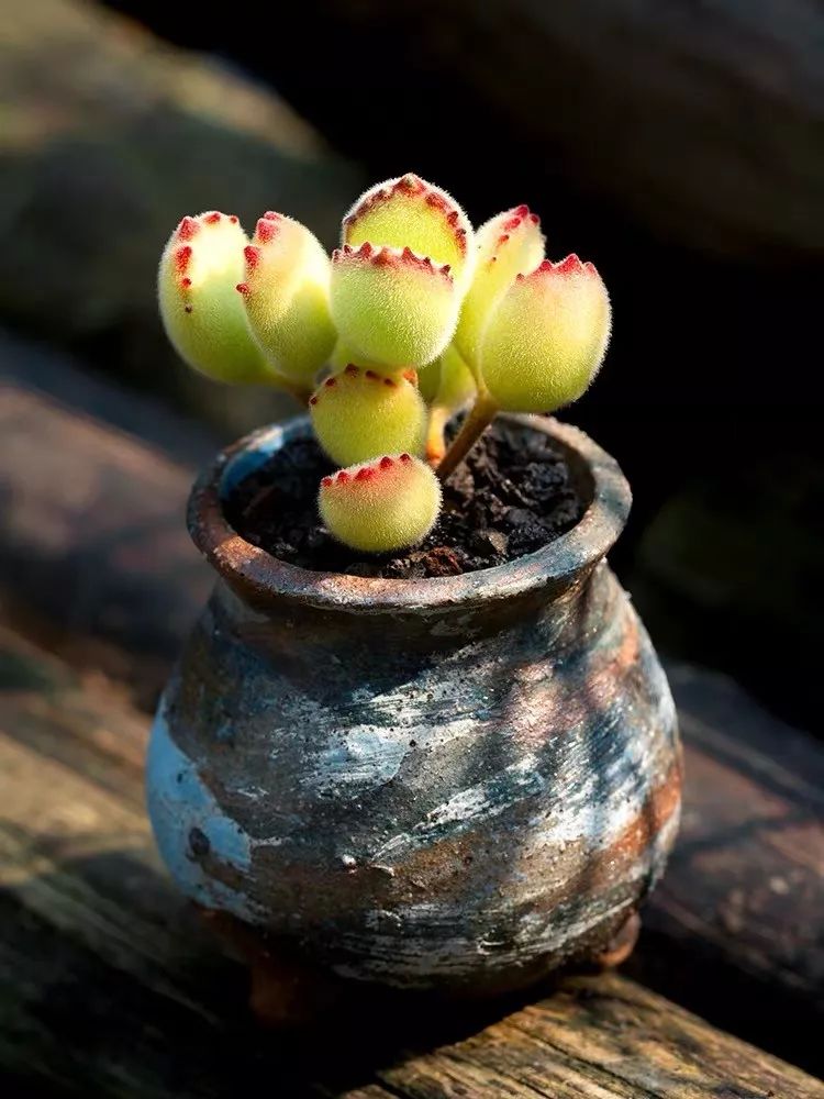 有童心的人都爱养这三种萌萌花可爱又有趣超级治愈