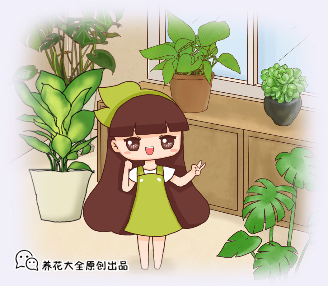 养花不能随便,学会这"5点",教你变成养花大神