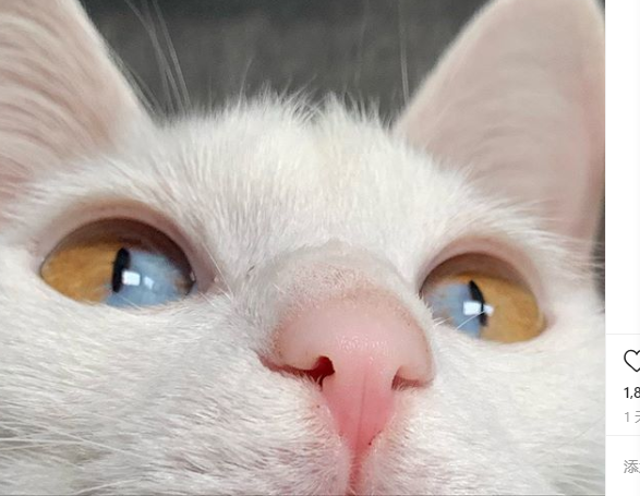 白猫拥有魔幻终极版异色瞳单眼渐层双色像珠宝