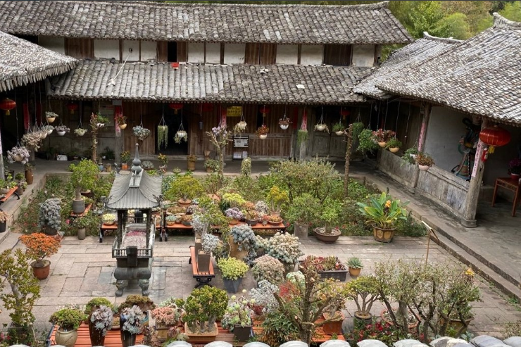 出家人养多肉个个肥胖圆润看着真有佛像啊