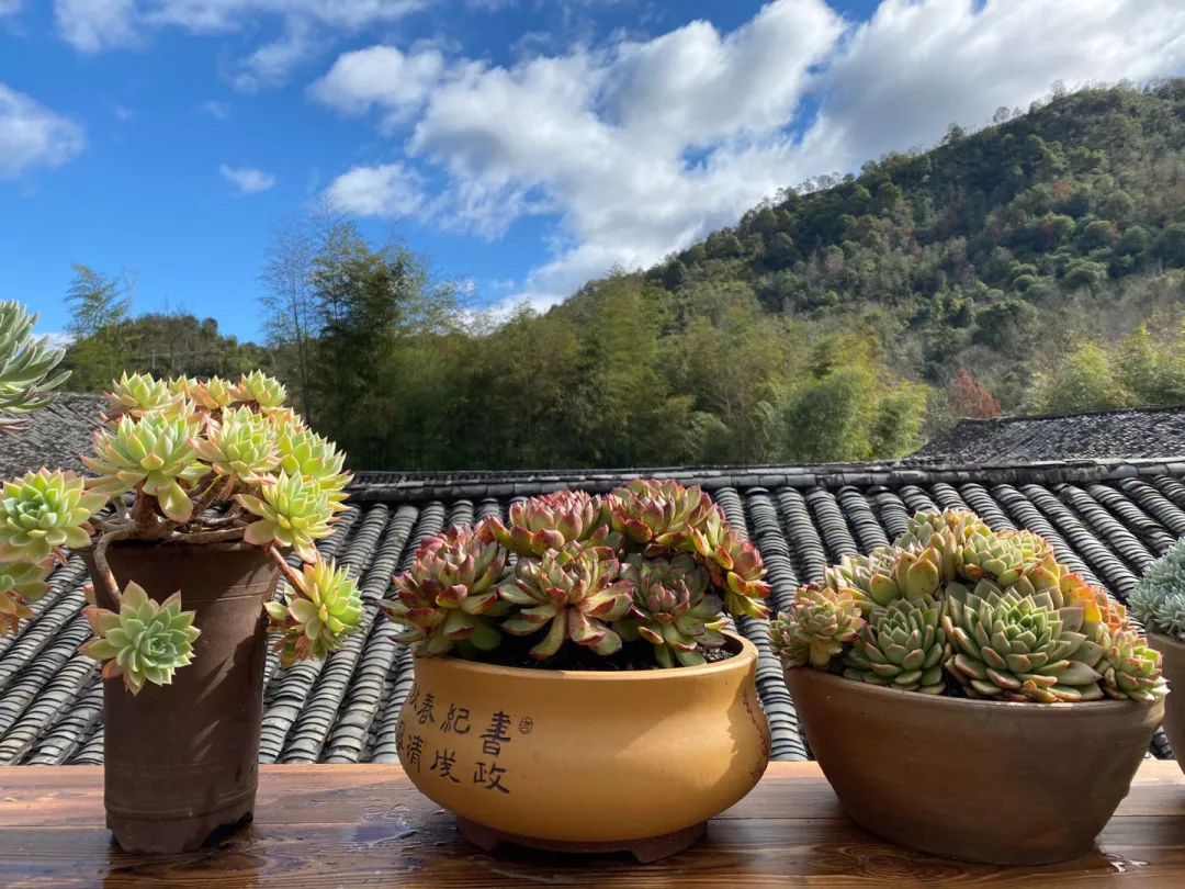 出家人养多肉个个肥胖圆润看着真有佛像啊