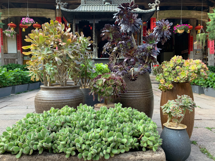 随便怎么养都不会长得太差,释明心可是在江浙沪这个多肉死亡区呢,来