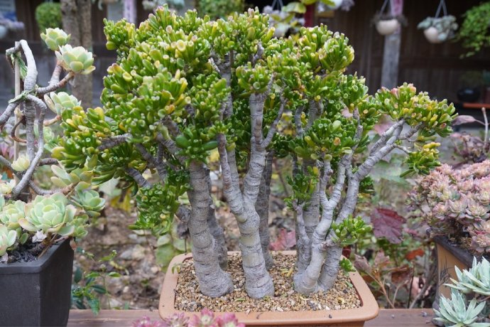 出家人养多肉个个肥胖圆润看着真有佛像啊