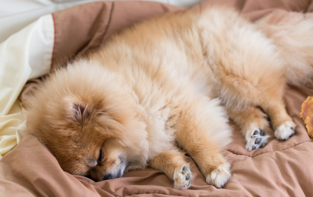 狗狗睡姿大揭秘有这些睡姿的狗狗说明爱你入骨