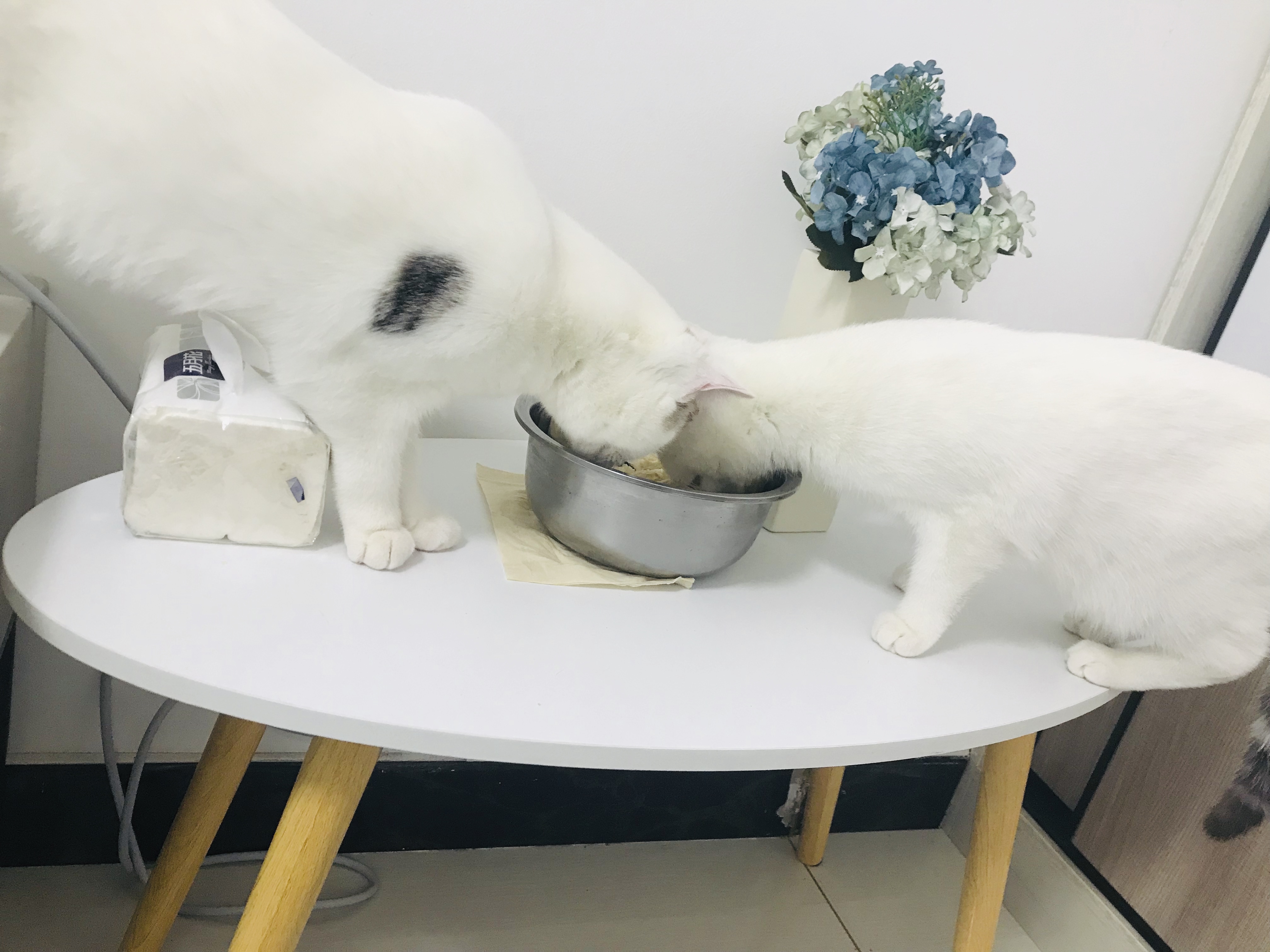 偷吃零食的两只猫咪