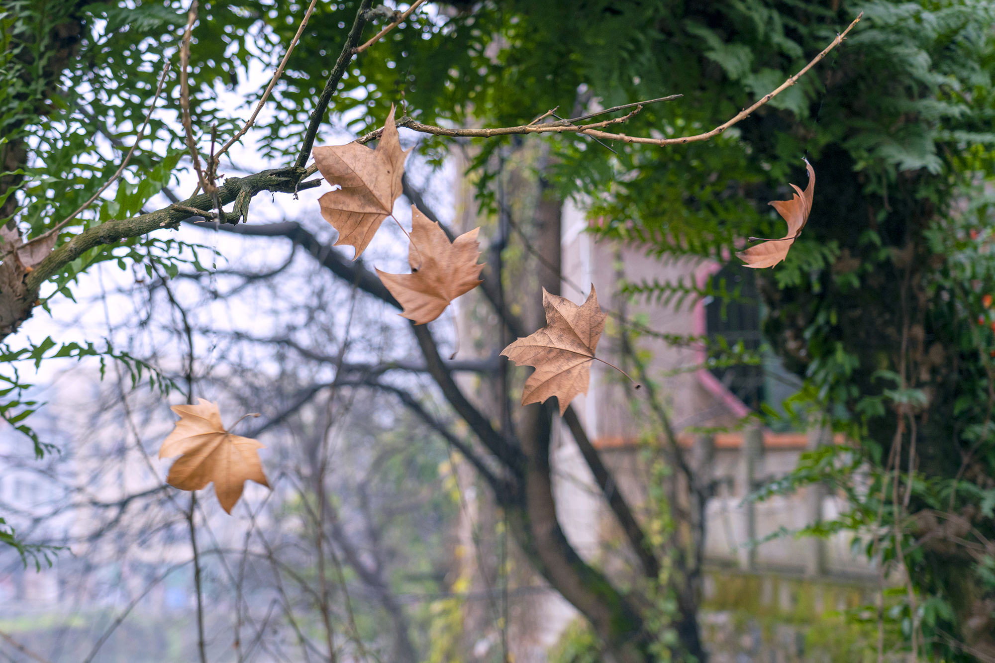 在家不知道拍什么来看看怎么把飘落的树叶拍摄清晰玩转创意摄影