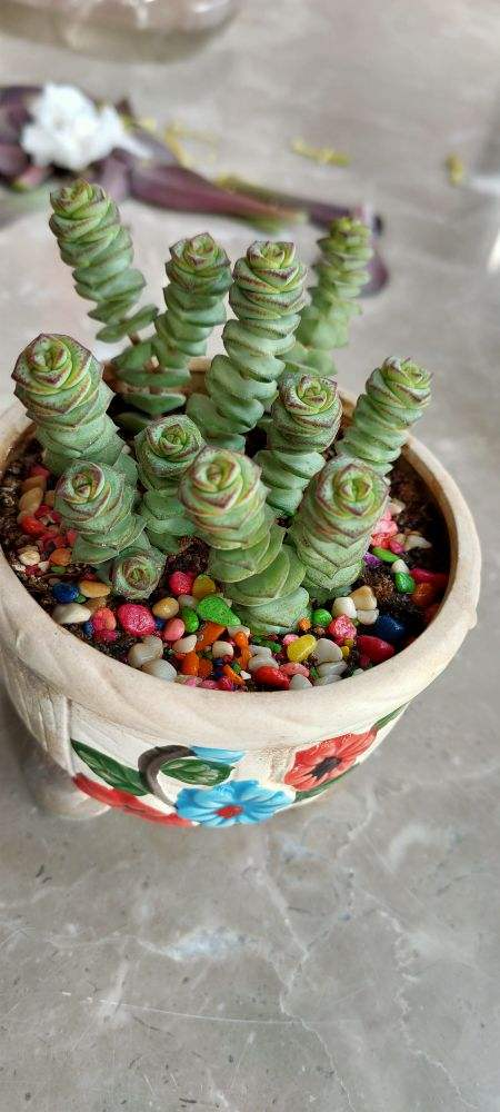 家里养盆钱串子招财进宝好运连连