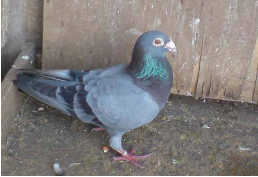 王伟克:詹森鸽舍消失的石板灰!