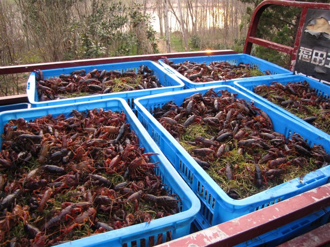 人工养殖小龙虾的三个认知误区?你了解多少,这决定你的产量!