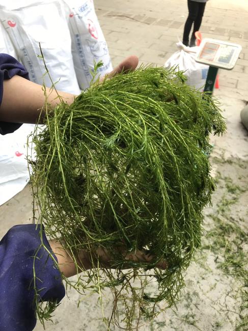 小龙虾养殖过程中伊乐藻换根的原因和解决办法有哪些