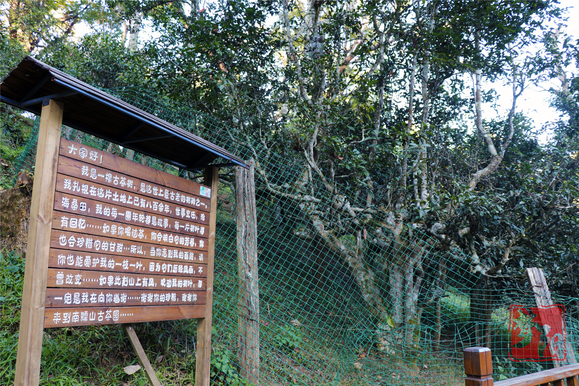 西双版纳茶山探秘之南糯山(夫妻关系最不和谐的茶王和茶后)