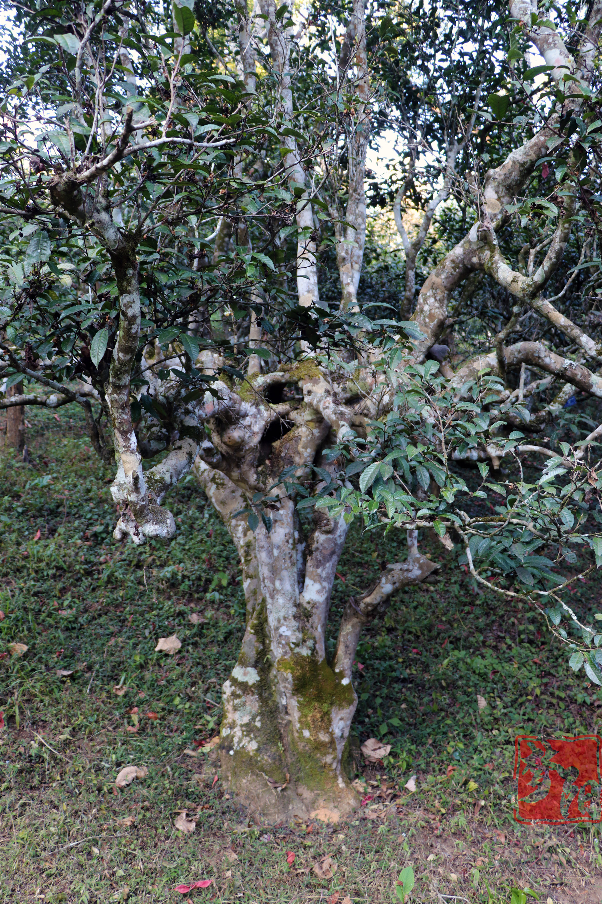 西双版纳茶山探秘之南糯山(夫妻关系最不和谐的茶王和茶后)