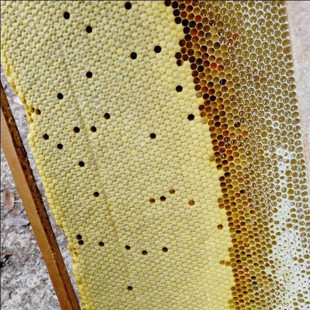 蜂蛹挨着花粉总结:综上所述,通过以上的文章介绍,我们可以得知蜂巢