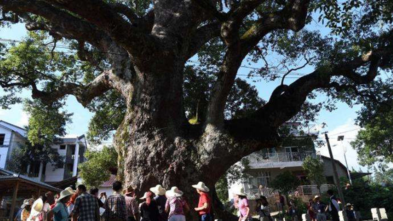 福建神秘的树抱佛一棵古樟树内藏着一尊佛像
